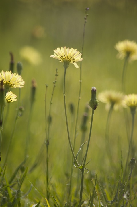 dandelion-722873_960_720