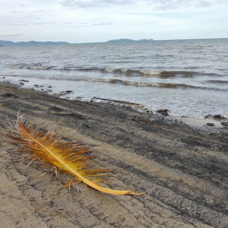 for Egypt’s fallen palms…