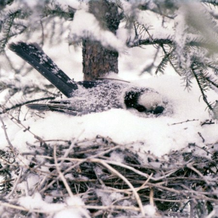 Premature trust…haiku