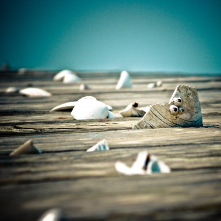 small shells drown …haiku  