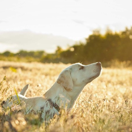 As you gather your weekdays like sheaves of wheat…