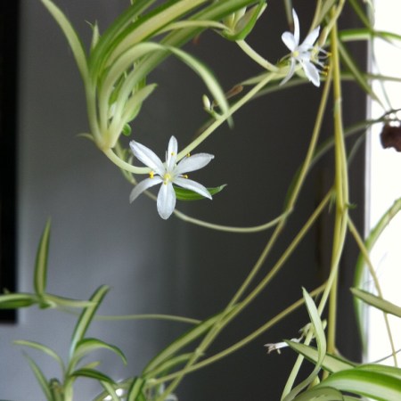 Spider plant haiku