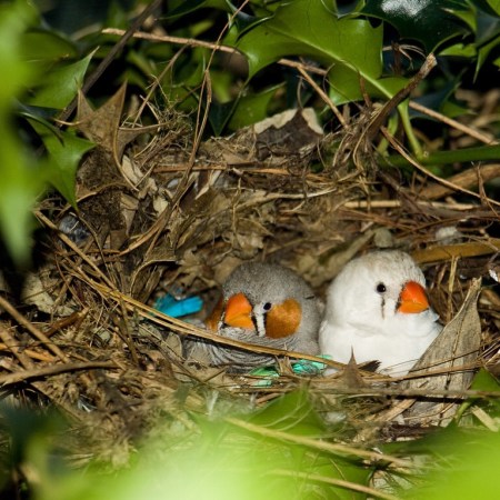 Good laws, like twigs…