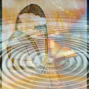 Butterflies in a net