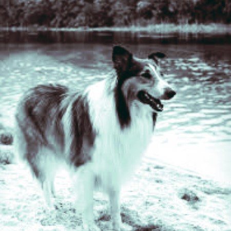 Like Lassie… 