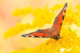 Only 23 days’til Thanksgiving😉