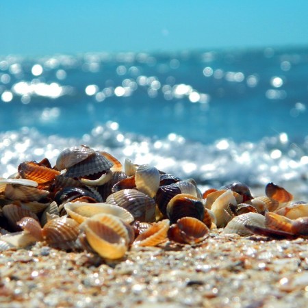 Seashells