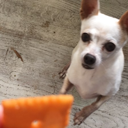 Fact:  If a Chihuahua shakes hard enough eventually Cheezits will rain from the sky.©Kae