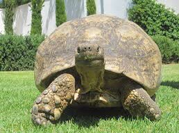 While I was trying to grow a turtle shell…