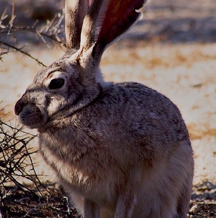 Heart beat in summer ( haiku)