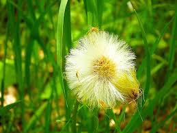A dandelion’s grand allegro