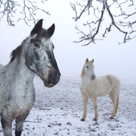 Cherokee heirloom seeds