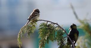 Sparrow on a  stem